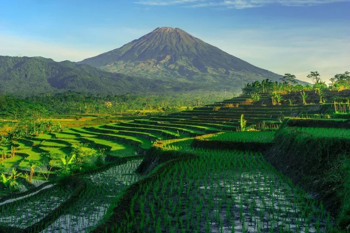 Leuchtend grüne Reisterrassen bei Magelang vor Vulkankegel, Zentraljava, Indonesien Leuchtend grüne Reisterrassen bei Magelang vor Vulkankegel, Zentraljava, Indonesien