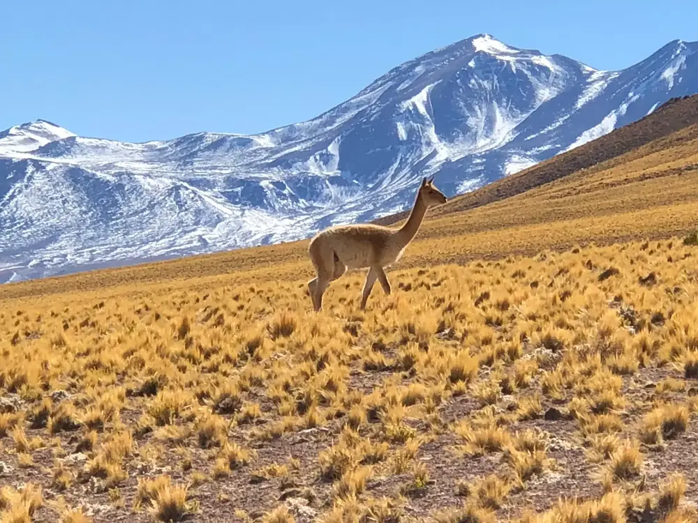 Luxusreise Chile — exklusive Reise mit The New Luxury