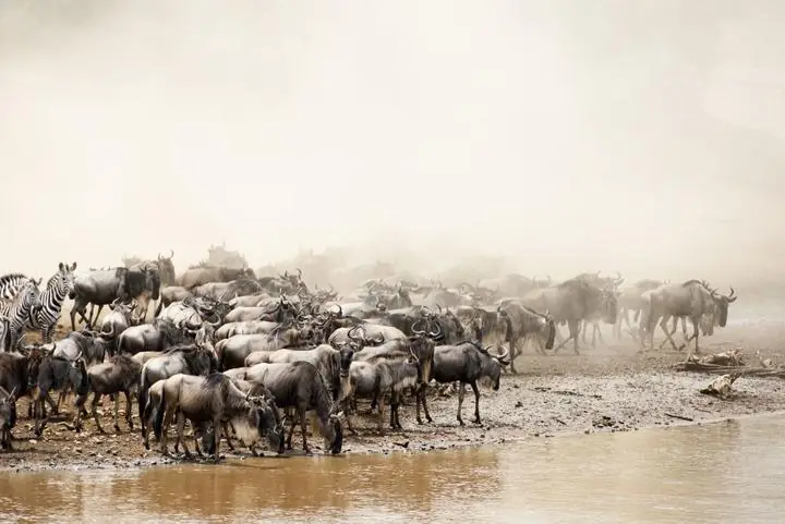 Große Migration in der Serengeti – Gnu-Herden in der Ebene