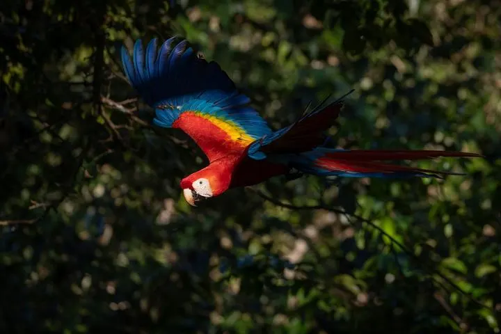 Scharlachroter Ara im Regenwald Costa Ricas