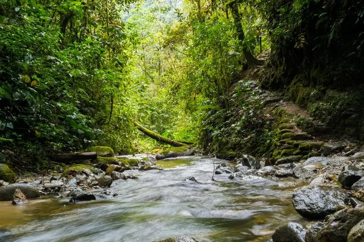 Nebelwald von Mindo mit üppiger Vegetation, Ecuador