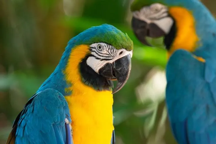 Bunter Ara im Amazonas-Regenwald, Brasilien