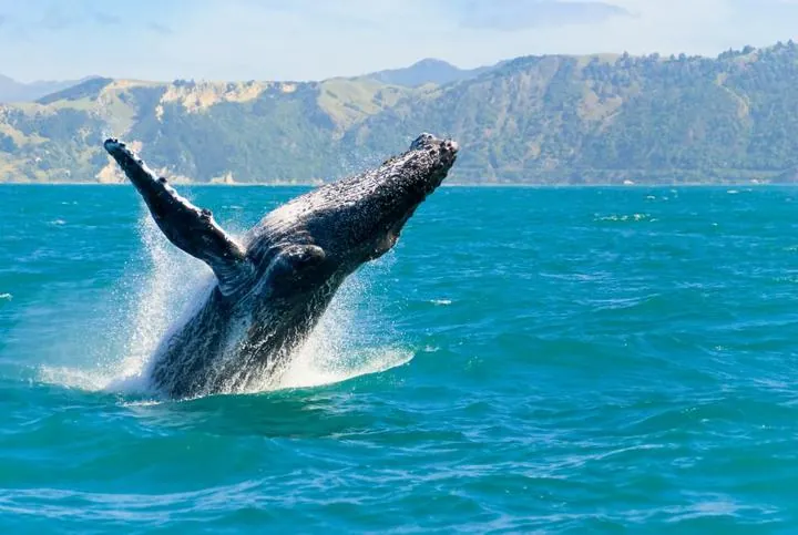 Whale Watching vor Kaikoura, Neuseeland