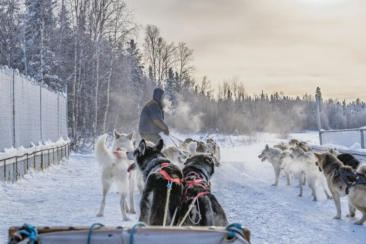 Hundeschlittenfahrt mit Husky-Gespann durch verschneiten Winterwald im Yukon, Kanada Hundeschlittenfahrt mit Husky-Gespann durch verschneiten Winterwald im Yukon, Kanada