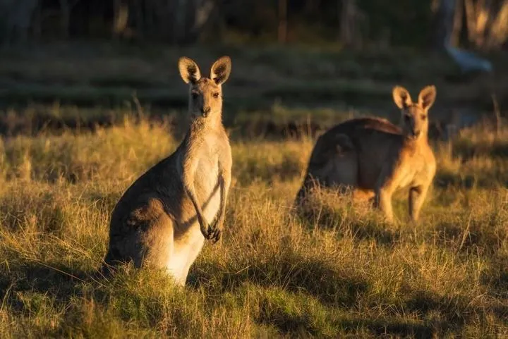 Känguru in der australischen Buschlandschaft
