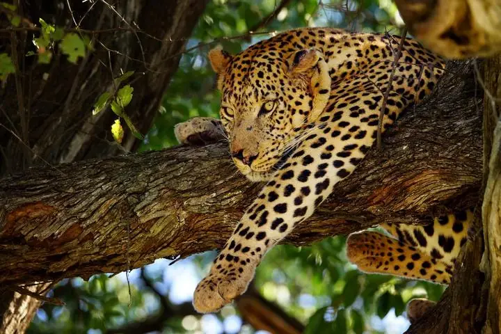 Leopard in der Wildnis Botswanas