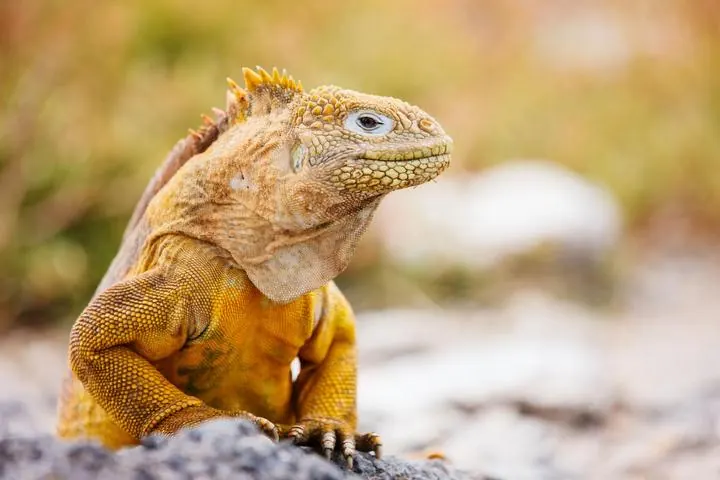 Seelöwen und Meeresschildkröten auf den Galápagos-Inseln, Ecuador