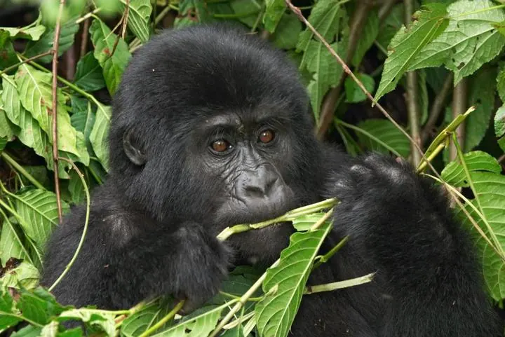 Berggorilla im Bwindi Impenetrable Forest – Uganda