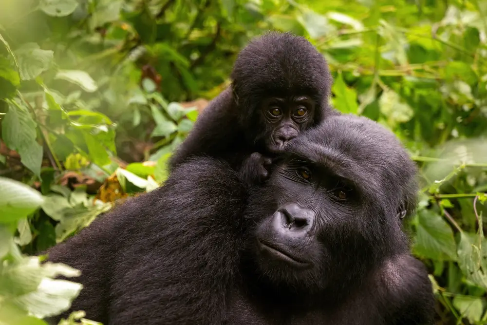 Luxusreise Uganda — exklusive Reise mit The New Luxury