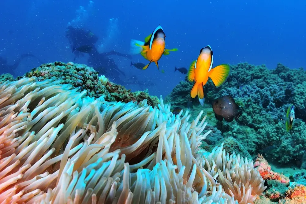 Anemonenfische über einem Korallenriff mit Taucher-Silhouetten im klaren Blauwasser vor Mosambik — Tauchreise Anemonenfische über einem Korallenriff mit Taucher-Silhouetten im klaren Blauwasser vor Mosambik — Tauchreise